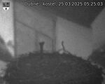 Capi_Dubne_20250325_052503.jpg