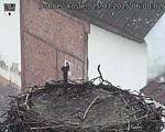 Capi_Dubne_20250325_060002.jpg