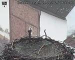 Capi_Dubne_20250325_061003.jpg