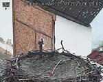 Capi_Dubne_20250325_062002.jpg