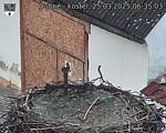 Capi_Dubne_20250325_063503.jpg