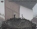 Capi_Dubne_20250325_065003.jpg