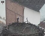 Capi_Dubne_20250325_071002.jpg