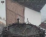 Capi_Dubne_20250325_072003.jpg