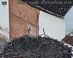 Capi_Dubne_20250325_083503.jpg
