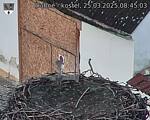 Capi_Dubne_20250325_084503.jpg