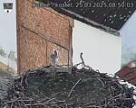 Capi_Dubne_20250325_085003.jpg