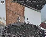 Capi_Dubne_20250325_090503.jpg