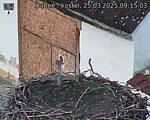 Capi_Dubne_20250325_091503.jpg
