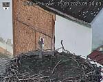 Capi_Dubne_20250325_092003.jpg