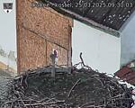Capi_Dubne_20250325_093003.jpg