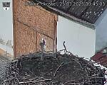 Capi_Dubne_20250325_094503.jpg