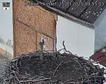 Capi_Dubne_20250325_095503.jpg