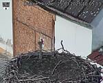 Capi_Dubne_20250325_100503.jpg