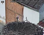 Capi_Dubne_20250325_102003.jpg