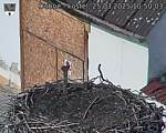 Capi_Dubne_20250325_105003.jpg