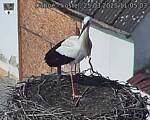 Capi_Dubne_20250325_110503.jpg