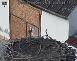 Capi_Dubne_20250325_115503.jpg