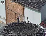 Capi_Dubne_20250325_120503.jpg