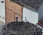 Capi_Dubne_20250325_123503.jpg