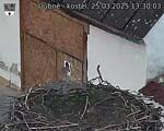 Capi_Dubne_20250325_133003.jpg