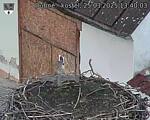 Capi_Dubne_20250325_134003.jpg