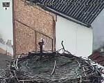 Capi_Dubne_20250325_141503.jpg
