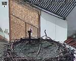 Capi_Dubne_20250325_143003.jpg