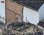 Capi_Dubne_20250325_163503.jpg