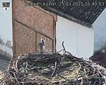 Capi_Dubne_20250325_164003.jpg