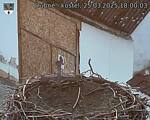 Capi_Dubne_20250325_180003.jpg