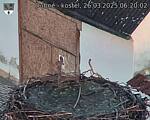 Capi_Dubne_20250326_062002.jpg