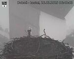 Capi_Dubne_20250326_064003.jpg