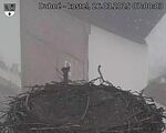 Capi_Dubne_20250326_070003.jpg