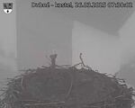 Capi_Dubne_20250326_073002.jpg