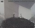 Capi_Dubne_20250326_074002.jpg