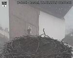 Capi_Dubne_20250326_080003.jpg