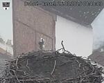Capi_Dubne_20250326_084003.jpg