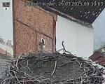 Capi_Dubne_20250326_093003.jpg