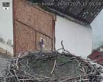 Capi_Dubne_20250326_120504.jpg