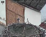 Capi_Dubne_20250326_125503.jpg