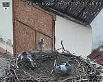 Capi_Dubne_20250326_134003.jpg