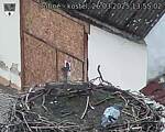 Capi_Dubne_20250326_135502.jpg