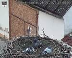 Capi_Dubne_20250326_140503.jpg