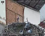 Capi_Dubne_20250326_141004.jpg