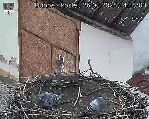 Capi_Dubne_20250326_141503.jpg (1350 x 1080)