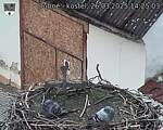 Capi_Dubne_20250326_142503.jpg