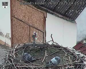 Capi_Dubne_20250326_142503.jpg (1350 x 1080)