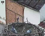 Capi_Dubne_20250326_143003.jpg