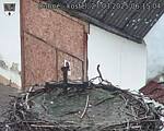 Capi_Dubne_20250327_061504.jpg